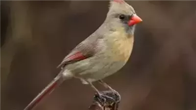 طائر لا يطير يوم الجمعة ما هو ؟ 