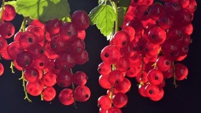 هل تعلم ما هو طعام أهل الڼار وأهل الجنة  ؟ 